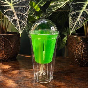 Corm Cups with lid