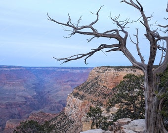 Old Man Tree - Photography Print