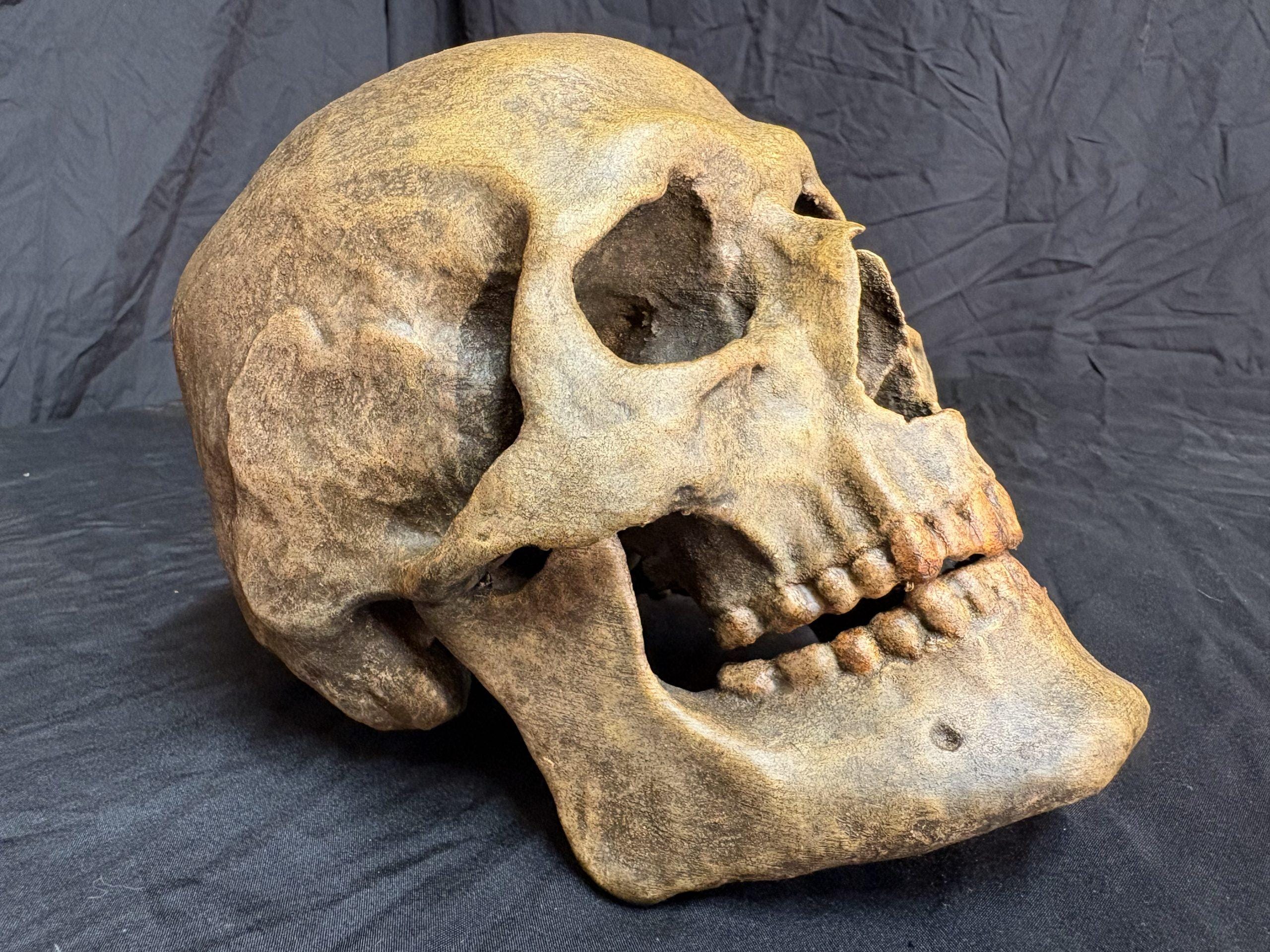 Human Skull Replica Prop Life Size - Etsy