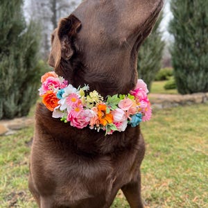Puede incluir: Un perro Labrador Retriever marrón con una corona de flores de colores. El perro está sentado en la hierba verde y mirando hacia arriba.
