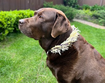 Puede incluir: Un Labrador Retriever marrón con un collar decorativo de plantas secas y plumosas. El perro está sentado sobre hierba verde, con una valla marrón y follaje verde en el fondo.