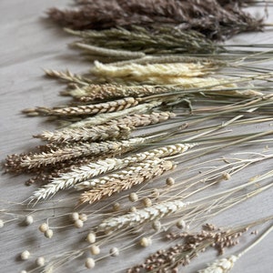 Mix of 30 Dried Natural wheat stems Pampass Grass and Oat Dried grass / Dried Flowers / Rustic Home Decor Oat stems