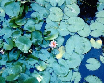 Water Lilies Cheyenne Botanic Gardens
