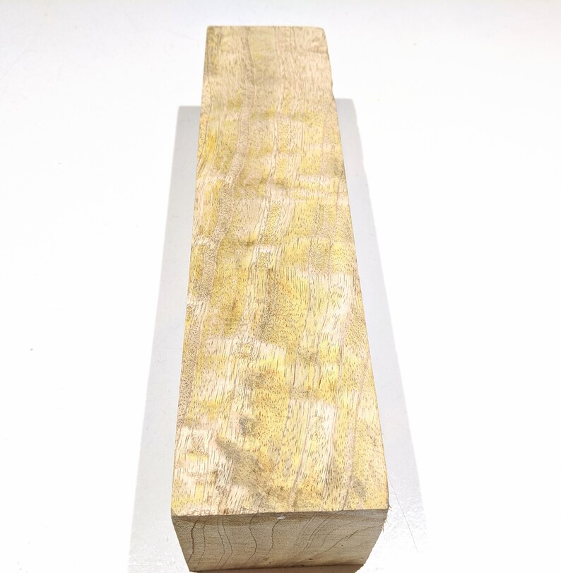 Curly Mango Mangifera indica 3 x 3 x 12 Etsy