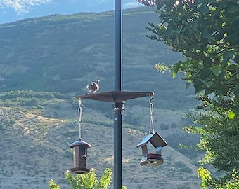 Comederos y plataforma para pájaros con asta de bandera