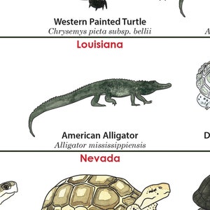 Statliga reptiler i USA, herpetologi affischtryck konst, reptilödla alligatorsköldpadda vetenskaplig affischtryck bild 4