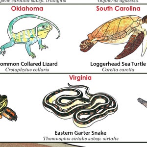 Statliga reptiler i USA, herpetologi affischtryck konst, reptilödla alligatorsköldpadda vetenskaplig affischtryck bild 6