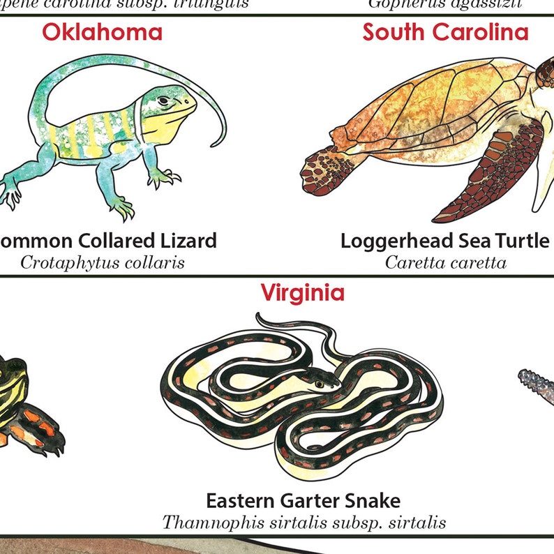 Statliga reptiler i USA, herpetologi affischtryck konst, reptilödla alligatorsköldpadda vetenskaplig affischtryck bild 6
