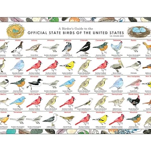 Aves de América del Norte, Aves del Estado de los Estados Unidos, Póster de identificación de aves, Póster de aula de observación de aves, Guía de campo de aves