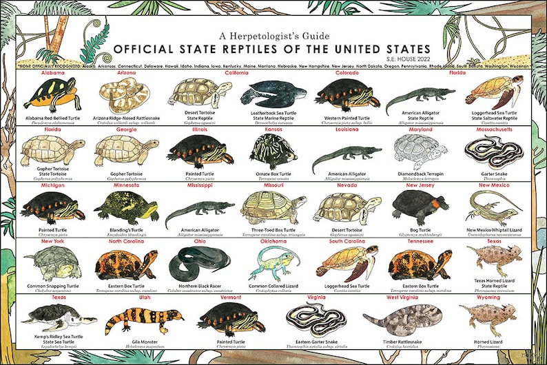 Statliga reptiler i USA, herpetologi affischtryck konst, reptilödla alligatorsköldpadda vetenskaplig affischtryck bild 1