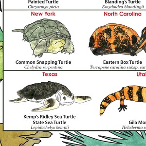 Statliga reptiler i USA, herpetologi affischtryck konst, reptilödla alligatorsköldpadda vetenskaplig affischtryck bild 5