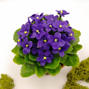 以下が含まれることがあります： 鮮やかな紫色の花と緑の葉を持つ、鉢植えのアフリカスミレの植物。植物は小さな茶色の鉢に入っていて、緑の苔で囲まれています。