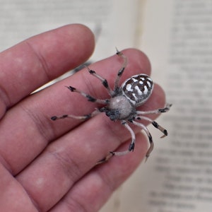 Spider miniature brooch Spider pin Realistic Spider clay Spider  little Spider Halloween spider Valentines day gift Spider ceramic clay