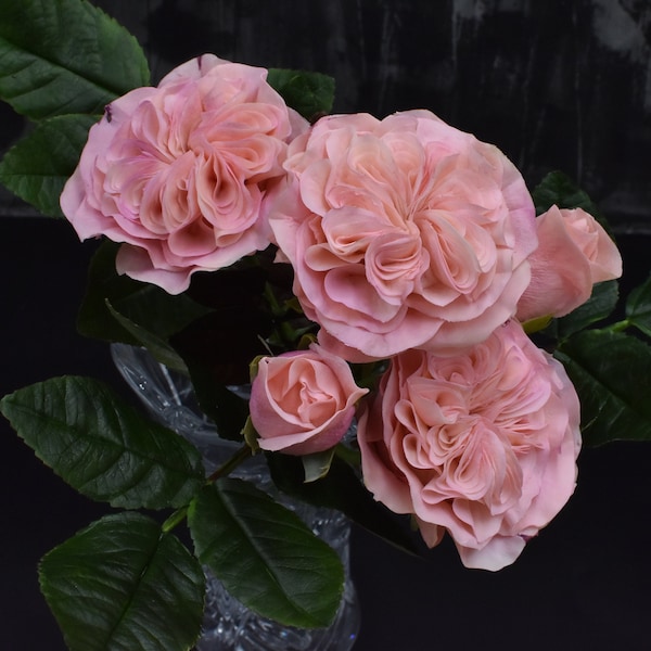 David Austin Cabbage rose Juliet Rose Realistic peony rose for vase English garden rose Bride wedding masora bouquet Long stem roses