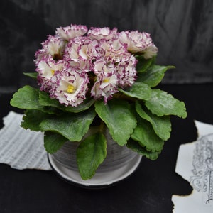 Puede incluir: Una planta de violeta africana en maceta con flores blancas y moradas con volantes. La planta está en una maceta de cerámica gris con un platillo blanco.