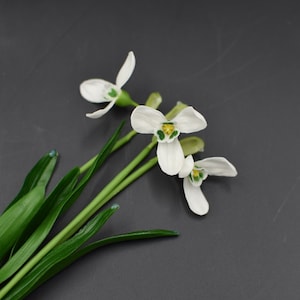 Pu&ograve; includere: Un mazzo di fiori bianchi di bucaneve con foglie verdi su uno sfondo grigio scuro.