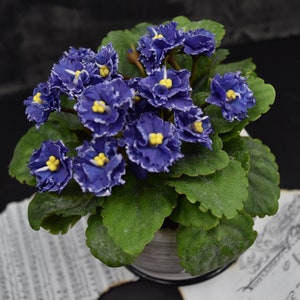 Puede incluir: Una planta de violeta africana en maceta con flores azul oscuro y centros amarillos. La planta tiene hojas verdes y está en una maceta blanca.
