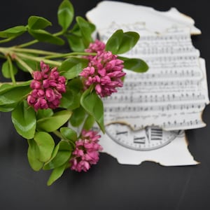 May include: Pink clover flowers with green leaves on a black background, next to a piece of paper with music notes and a clock face.