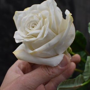 White rose Cold porcelain Handmade rose Realistic roses Ikebana flowers Cold Porcelain Roses Real touch flowers Polymer clay roses Ceramic
