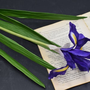 Puede incluir: Una flor de iris púrpura con acentos amarillos se encuentra sobre un libro abierto con texto en ruso. La flor tiene hojas verdes largas.
