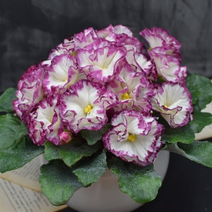Violets cold porcelain Bouquet of violets flower pots Pink violets Real touch bouquet Realistic flower Botanical Sculpture Ceramic flowers
