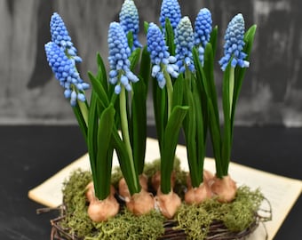 Kaltporzellan Muscari Arrangement: Frühlingsblumen Skulptur