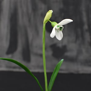Pu&ograve; includere: Un singolo fiore di bucaneve bianco con foglie verdi su uno sfondo grigio scuro.