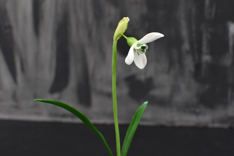 Pu&ograve; includere: Un singolo fiore di bucaneve bianco con foglie verdi su uno sfondo grigio scuro.