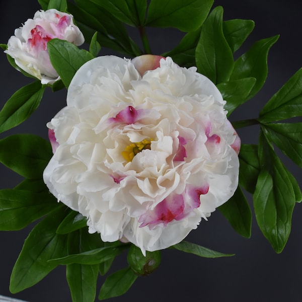 Pivoine blanche de porcelaine froide Pivoine aux pétales roses Pivoine d’argile Fleurs de porcelaine Fleur en céramique Fleurs d’argile Pivoine réaliste Bouquet