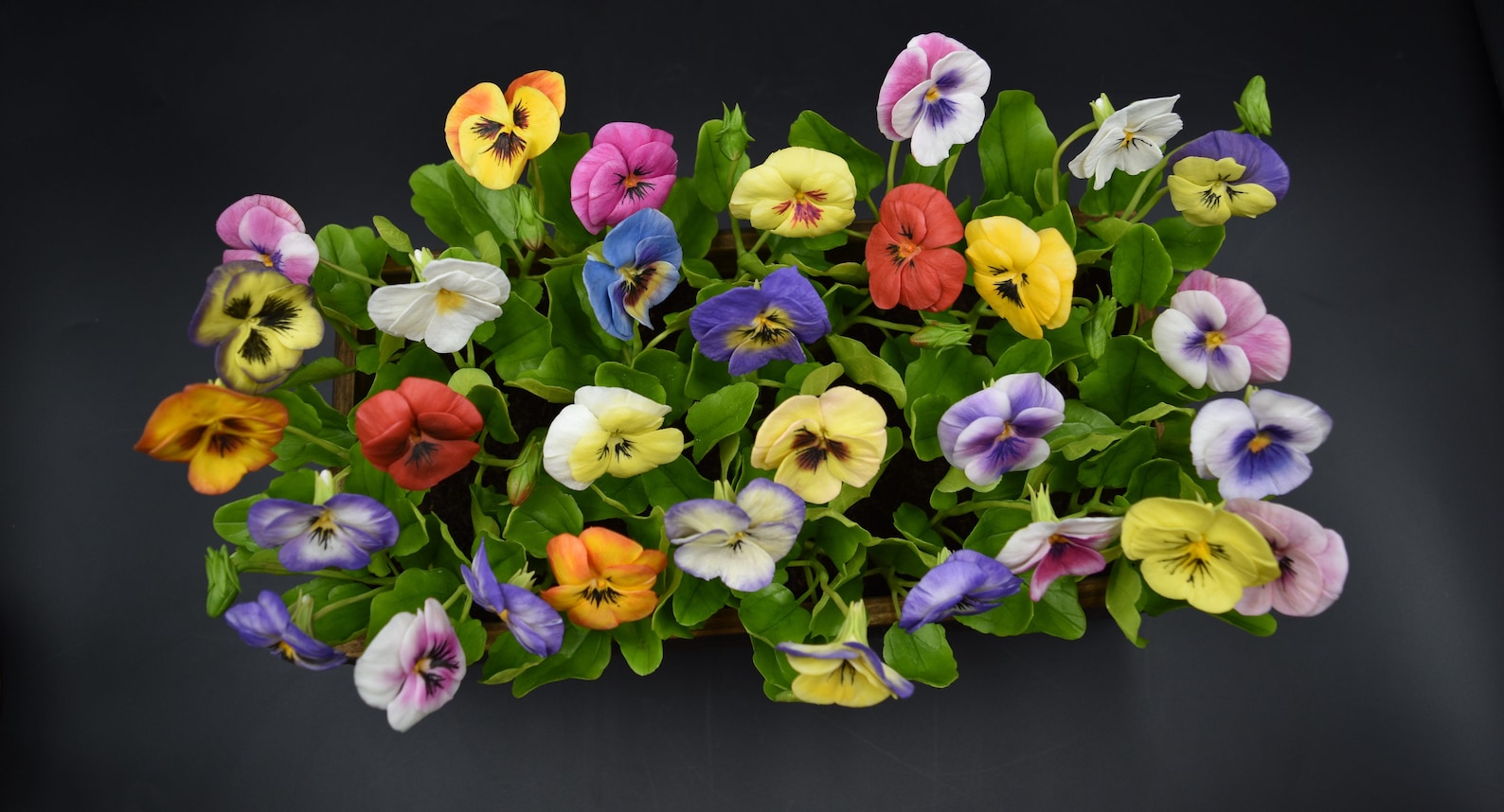 Pansies Viola Bouquet Flower Arrangements Clay Flowers Etsy