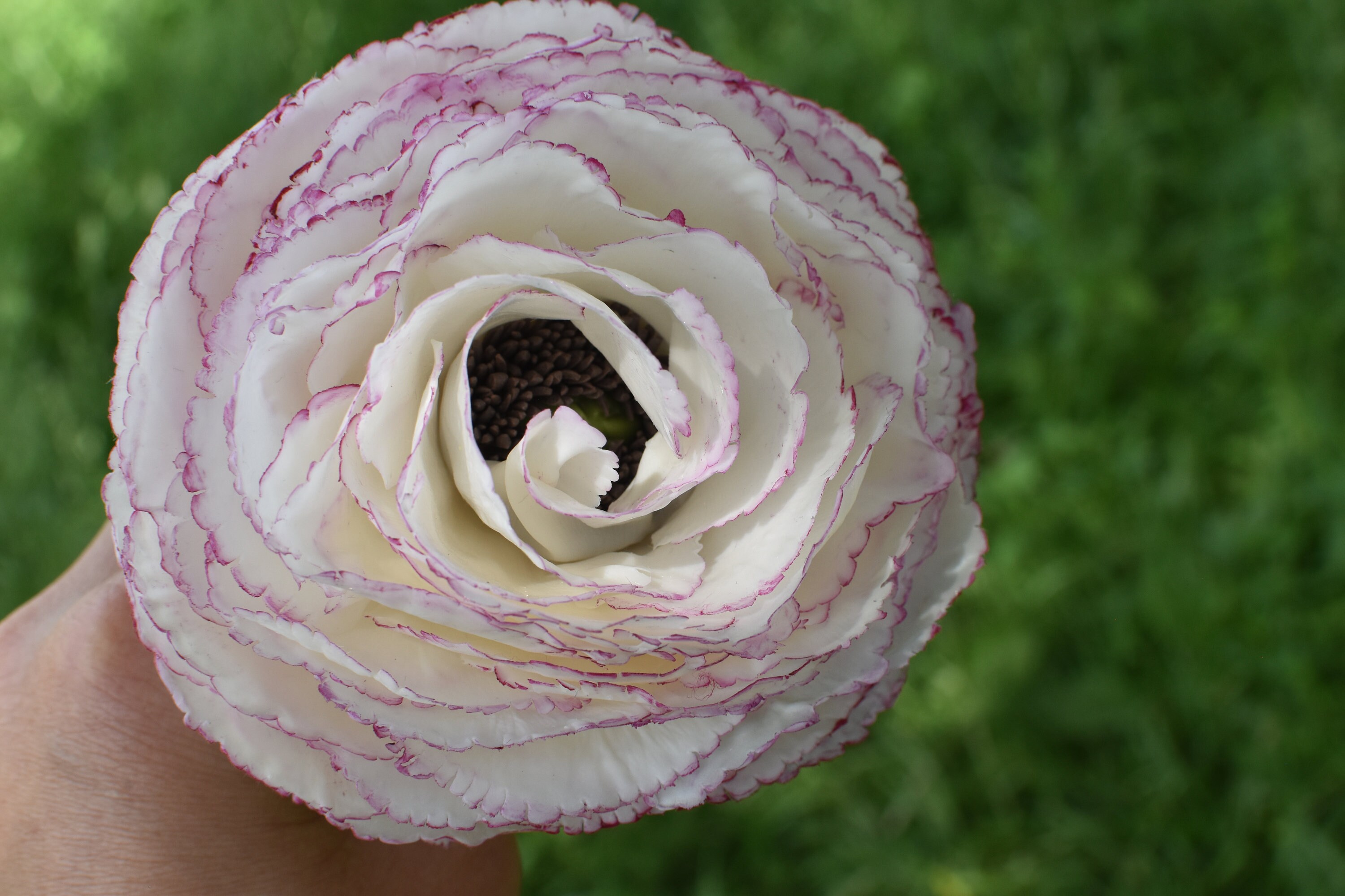 Cold Damage On Ranunculus Handmade Cold Porcelain Ranunculus: Realistic Floral Sculpture - Etsy