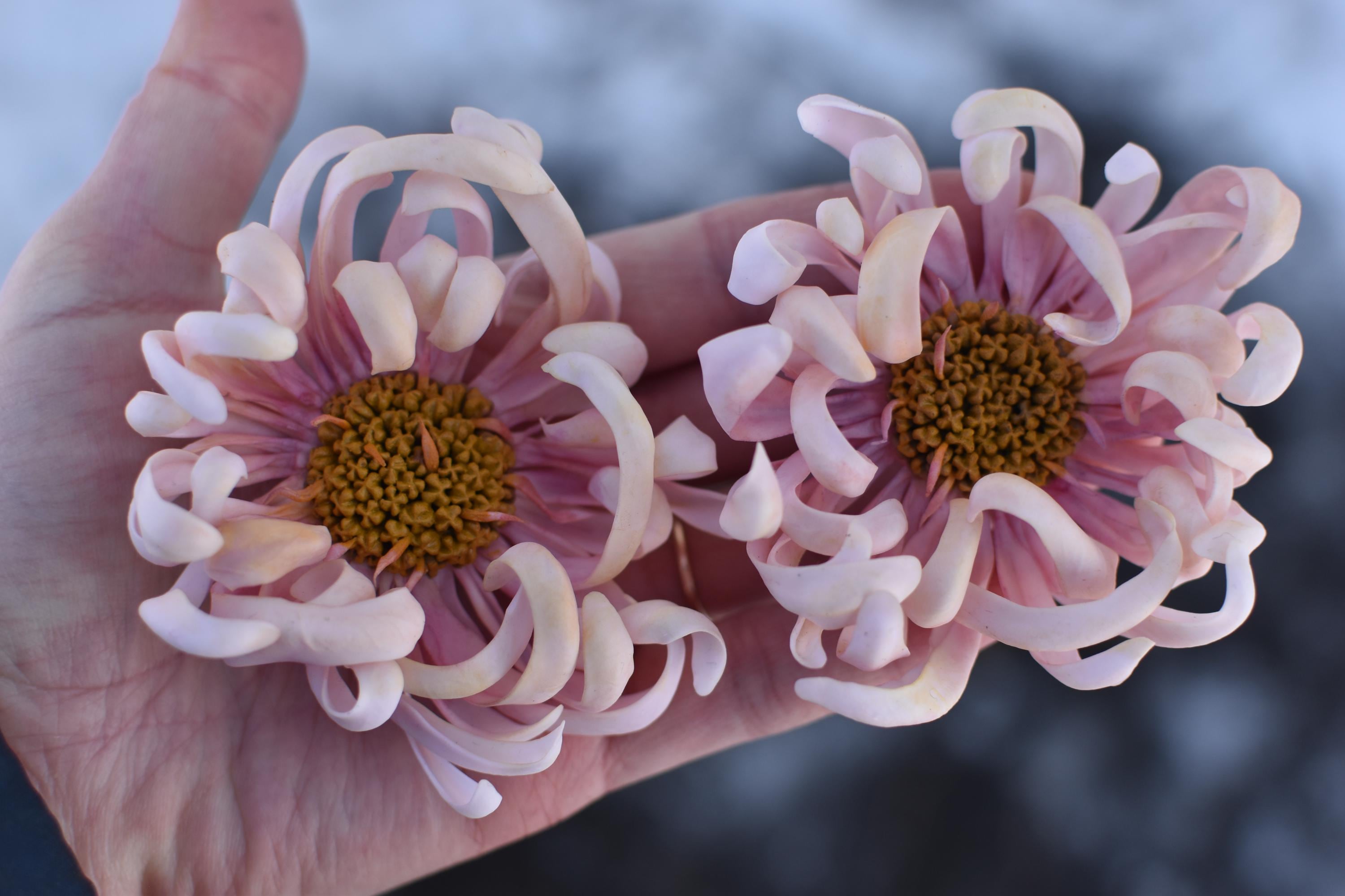Large Chrysanthemum Earrings: 925 Silver, Cold Porcelain Floral Jewelry