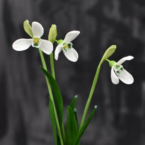 Pu&ograve; includere: Tre fiori bianchi di bucaneve con steli e foglie verdi su uno sfondo grigio.