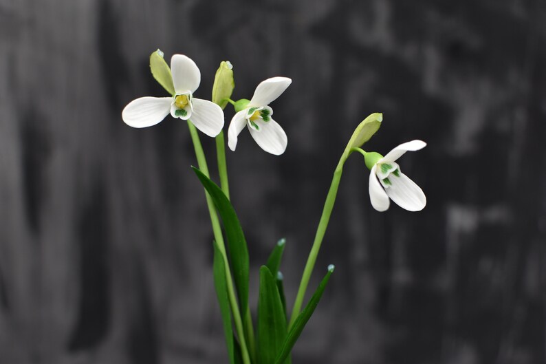 Pu&ograve; includere: Tre fiori bianchi di bucaneve con steli e foglie verdi su uno sfondo grigio.