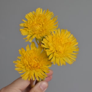 Dandelions from cold handmade porcelain dandelion from polymer clay bright dandelions yellow flowers  flower arrangement spring flowers