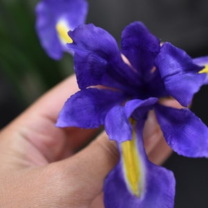 K&ouml;nnte beinhalten: Nahaufnahme einer violetten Iris-Blume mit gelben Akzenten. Die Blume wird von einer Hand gehalten.