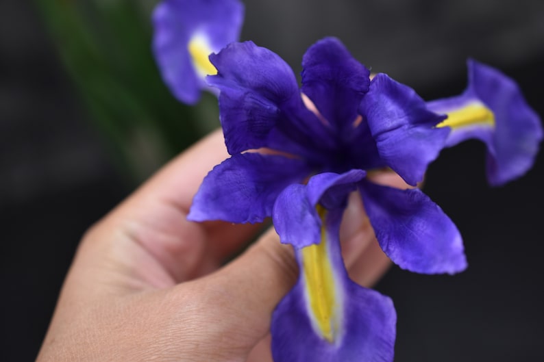 K&ouml;nnte beinhalten: Nahaufnahme einer violetten Iris-Blume mit gelben Akzenten. Die Blume wird von einer Hand gehalten.