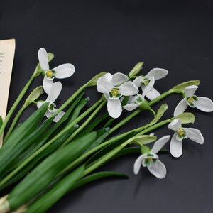 Pu&ograve; includere: Un mazzo di fiori bianchi di bucaneve con steli e foglie verdi su uno sfondo nero.