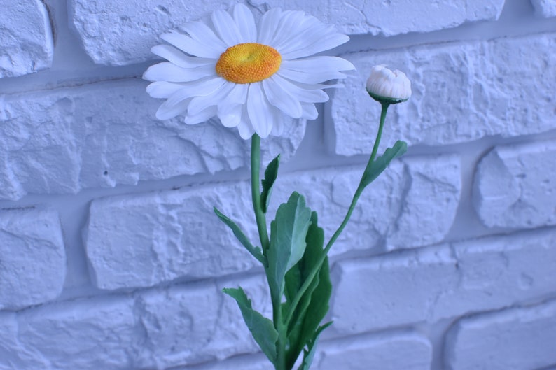 May include: A white daisy with a yellow centre and a green stem. The daisy is in bloom and has a bud on the stem. The flower is against a white brick wall.