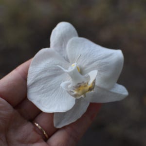 Orchid Hair Pins Bridal Hair Flowers Tropical bridal hair piece Beach wedding hair clip Floral clay jewelry Cold porcelain flower hairpin