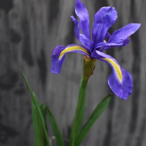 K&ouml;nnte beinhalten: Eine einzelne violette Iris-Blume mit gelben Akzenten bl&uuml;ht vor einem grauen Hintergrund. Die Blume hat lange, schlanke gr&uuml;ne Bl&auml;tter.