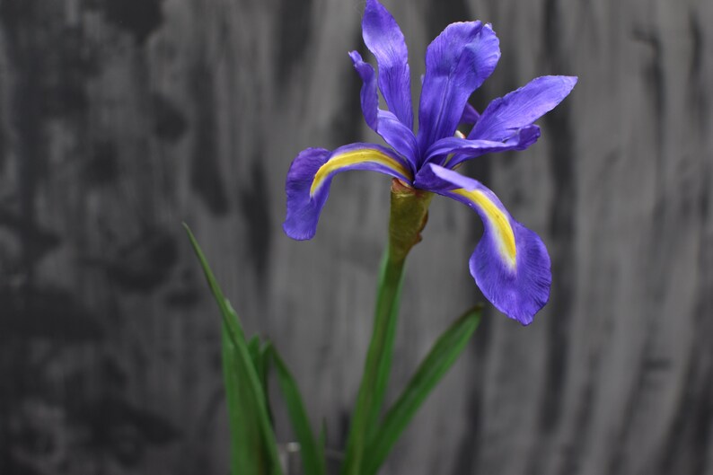 K&ouml;nnte beinhalten: Eine einzelne violette Iris-Blume mit gelben Akzenten bl&uuml;ht vor einem grauen Hintergrund. Die Blume hat lange, schlanke gr&uuml;ne Bl&auml;tter.