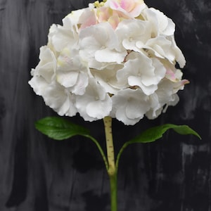 Puede incluir: Una flor de hortensia blanca con un toque de rosa en el centro florece en un tallo verde sobre un fondo gris oscuro.