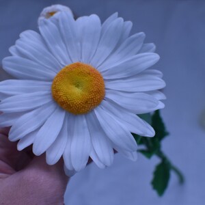 May include: A single white daisy with a yellow centre is held in a hand. The daisy has many petals and is in focus. The background is a light blue colour.