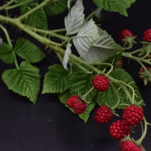 May include: A branch of a raspberry plant with green leaves and red raspberries. The plant has thorns.
