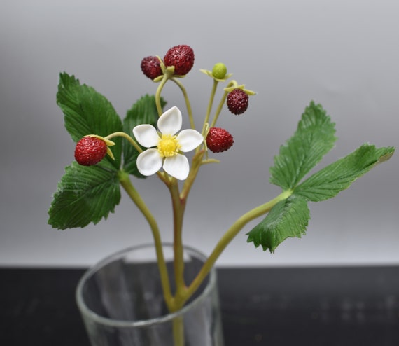 Fragola, come far crescere la regina della primavera