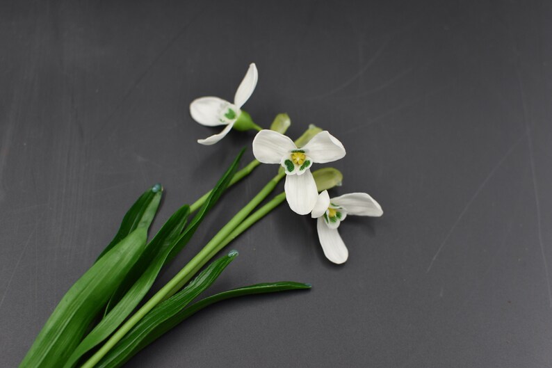 Pu&ograve; includere: Un mazzo di fiori bianchi di bucaneve con foglie verdi su uno sfondo grigio scuro.