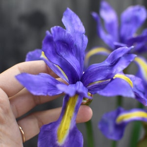 K&ouml;nnte beinhalten: Nahaufnahme einer violetten Iris-Blume mit gelben Akzenten. Die Blume wird in einer Hand gehalten.