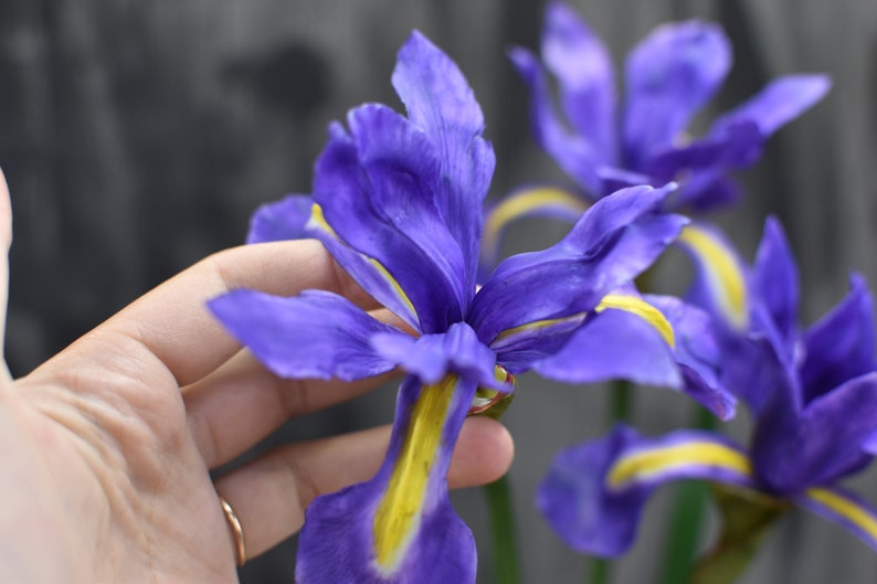 K&ouml;nnte beinhalten: Nahaufnahme einer violetten Iris-Blume mit gelben Akzenten. Die Blume wird in einer Hand gehalten.