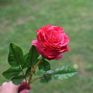 Pode incluir: Uma única rosa vermelha vibrante com pétalas em camadas e onduladas, e um caule verde com várias folhas serrilhadas. A flor está totalmente aberta, exibindo um tom carmesim profundo com variações de cor subtis nas bordas das pétalas.